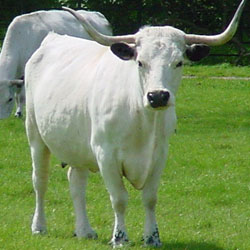 White Park Cattle